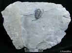 Inch Elrathia Trilobite In Matrix - U-Dig #2927-1